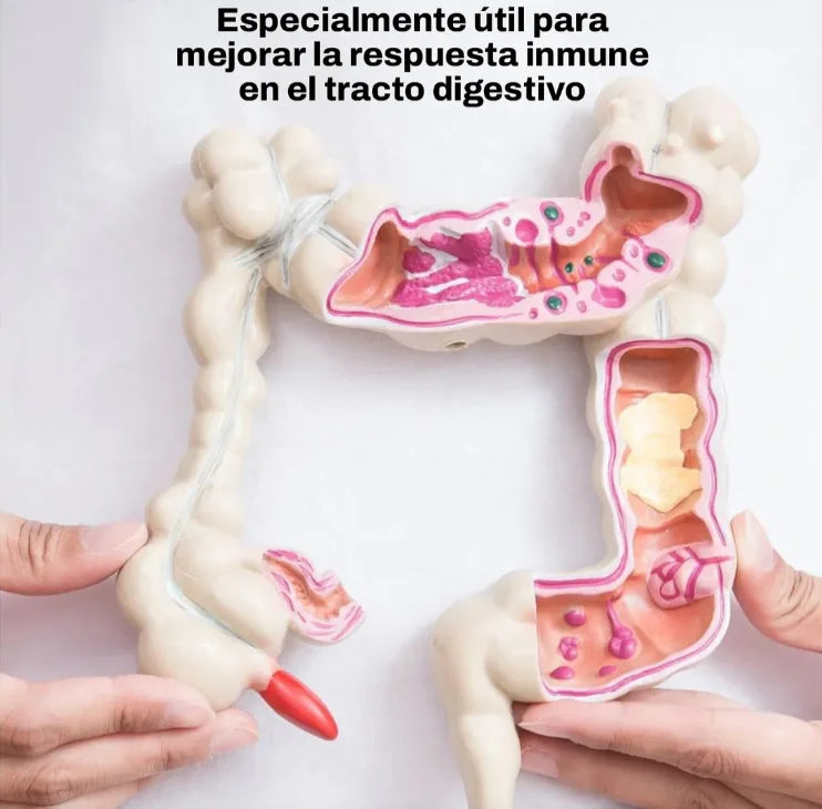 Encabezado